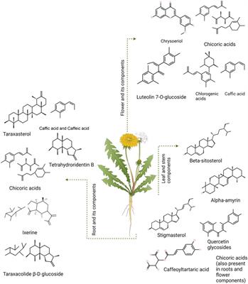 Potential use of the Asteraceae family as a cure for diabetes: A review of ethnopharmacology to modern day drug and nutraceuticals developments